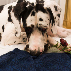 Adorable Short Fall Skirt - ~ Kipper Approves ~